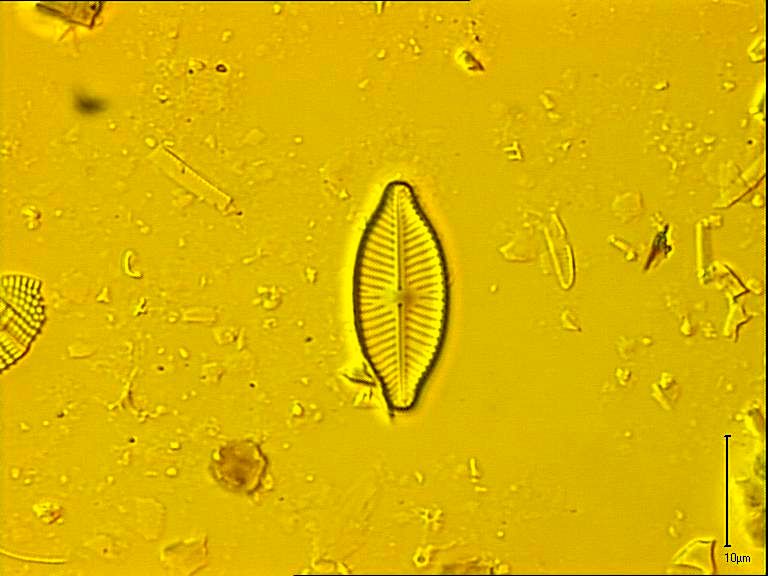 Placoneis clementis, (Grunow) E.J. Cox, 1987 | Sandre 